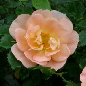 OSO EASY® PEACHY CREAM ROSE