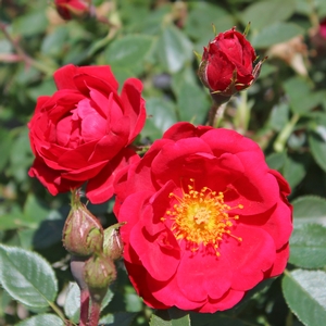 OSO EASY® URBAN LEGEND® ROSE