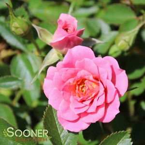 OSO HAPPY® PETIT PINK ROSE