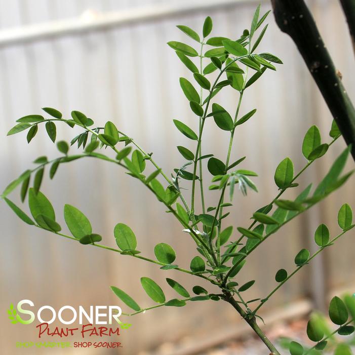 JAPANESE PAGODA TREE