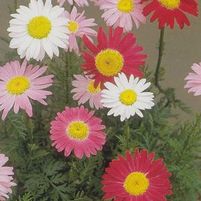 ROBINSON'S MIX PAINTED DAISY