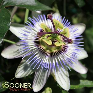 Passiflora caerulea ''