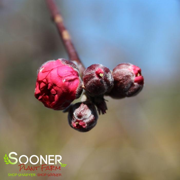 PINK CASCADE WEEPING ORNAMENTAL PEACH