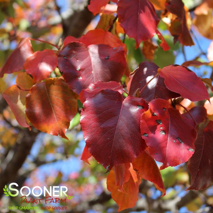 Fall Color - Image property of Sooner Plant Farm, Inc.