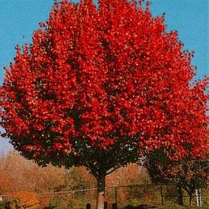 AUTUMN BLAZE ORNAMENTAL PEAR