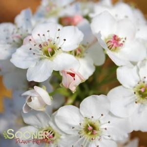 Pyrus calleryana 'Chanticleer'