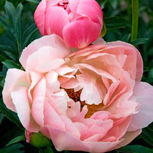 Paeonia x 'Coral Charm'