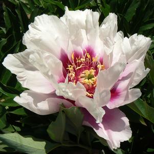 Paeonia x 'Raggedy Ann'