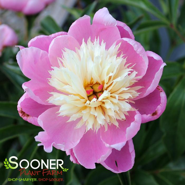 BOWL OF BEAUTY GARDEN PEONY