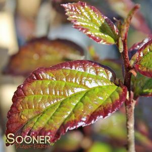 Parrotia persica 'JLColumnar'