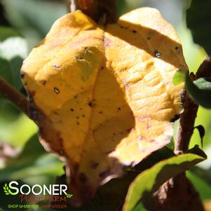 Parrotia persica 'Chrishaven1'