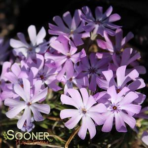 BEDAZZLED LAVENDER PHLOX