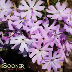 BEDAZZLED LAVENDER PHLOX