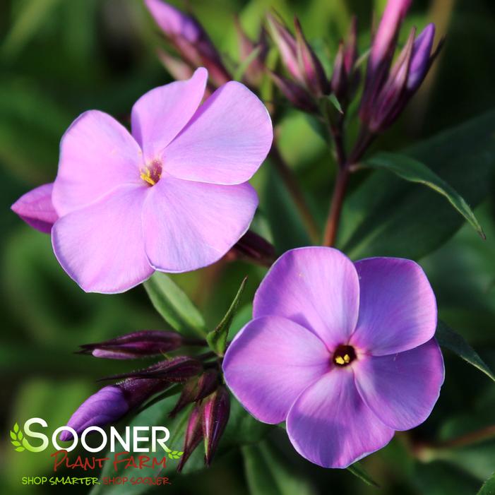 CLOUDBURST GARDEN PHLOX