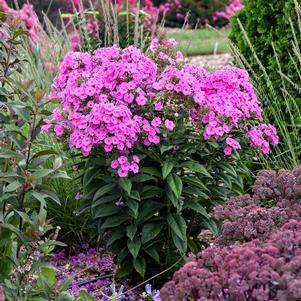 Phlox paniculata 'Prismatic Pink'