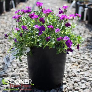 Aubrieta deltoidea 'Rock On Purple'