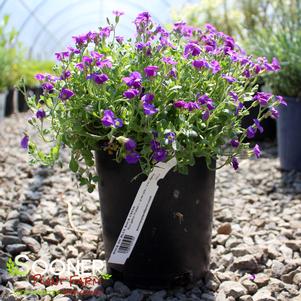 Aubrieta deltoidea 'Rock On Blue'