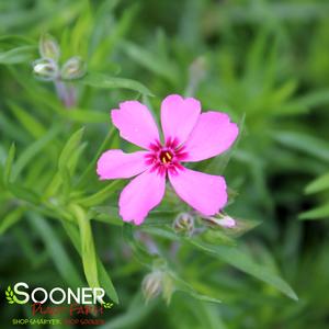 RED CREEPING PHLOX