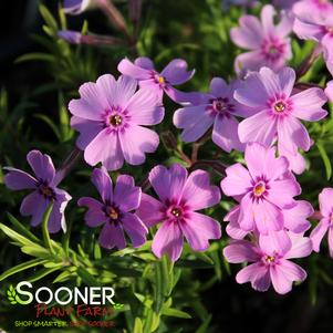 Phlox subulata 'Eye Shadow'