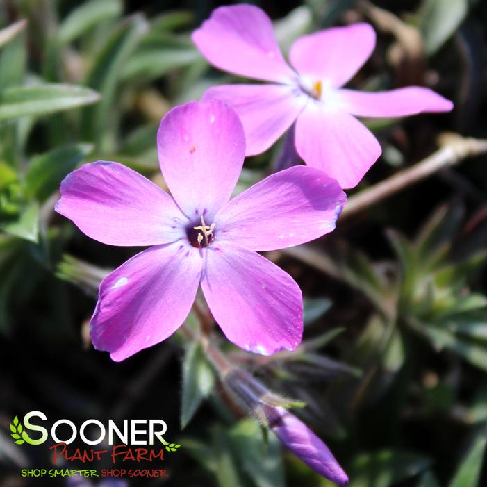 ROSE SPRITE HYBRID SPRING PHLOX