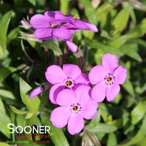 Phlox x 'Purple Sprite'