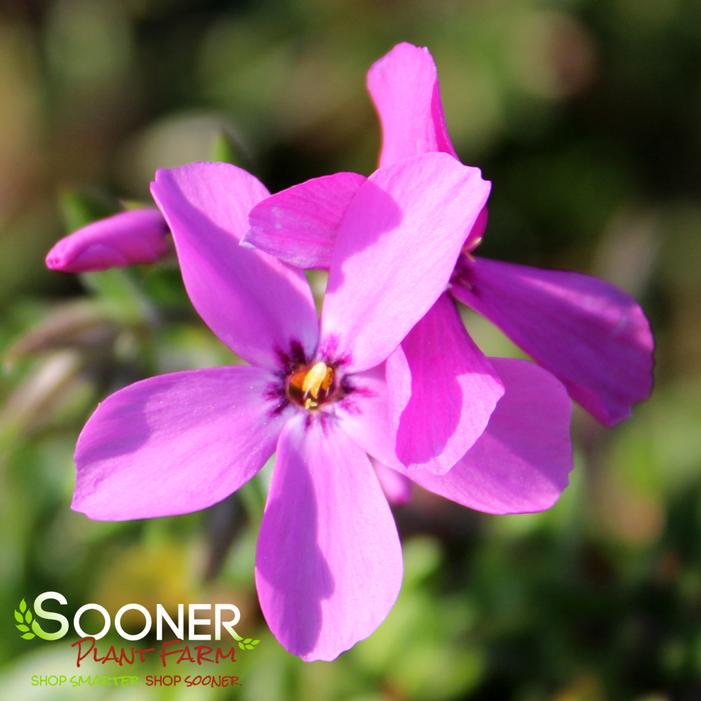 MAGENTA SPRITE HYBRID SPRING PHLOX