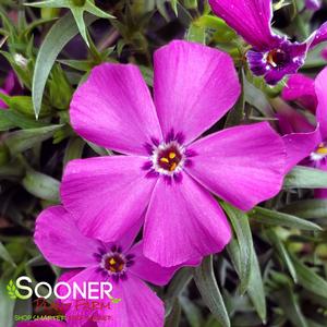 MOUNTAINSIDE™ MAJESTIC MAGENTA HYBRID SPRING PHLOX