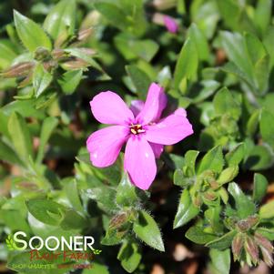 Phlox x 'Magenta Sprite'