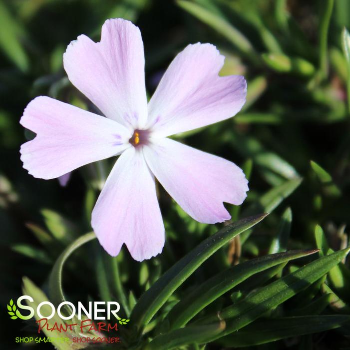 SPRING BLING™ PINK SPARKLES HYBRID SPRING PHLOX