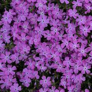 SPRING BLING™ ROSE QUARTZ HYBRID SPRING PHLOX