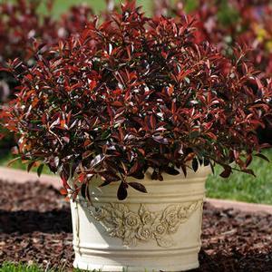 FIREBALL RED™ PHOTINIA