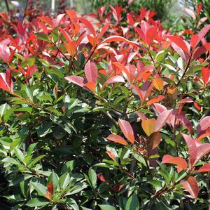 FIREBALL RED™ PHOTINIA