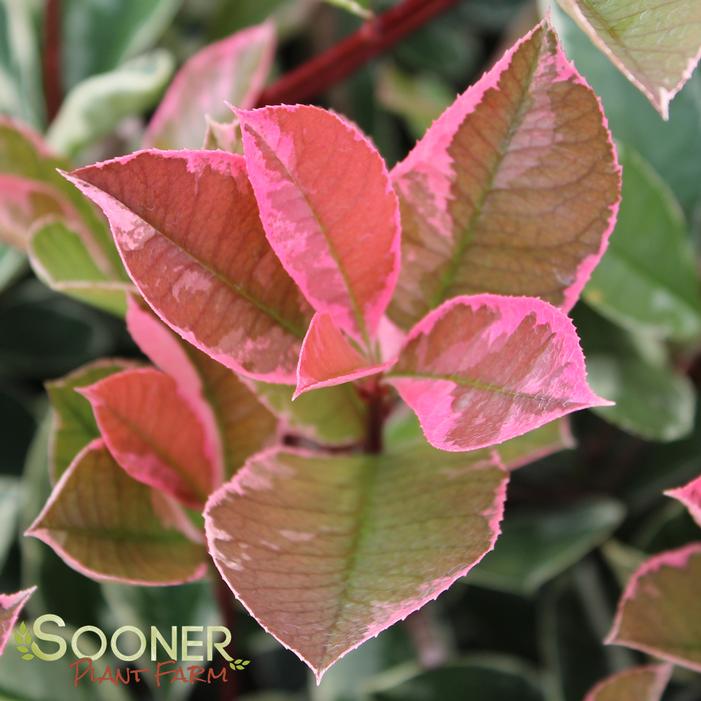 PINK MARBLE™ PHOTINIA