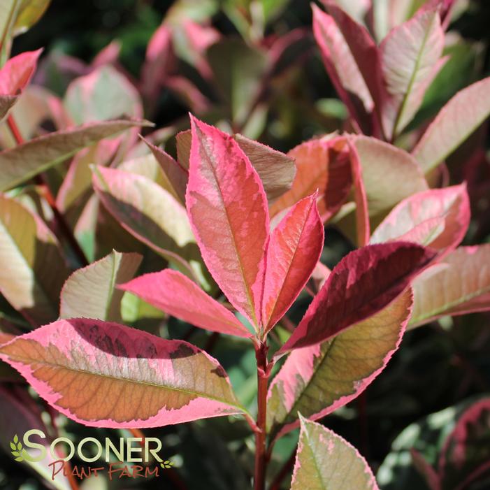 PINK MARBLE™ PHOTINIA