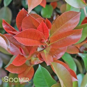 Photinia x fraseri 'Fraser's Photinia'