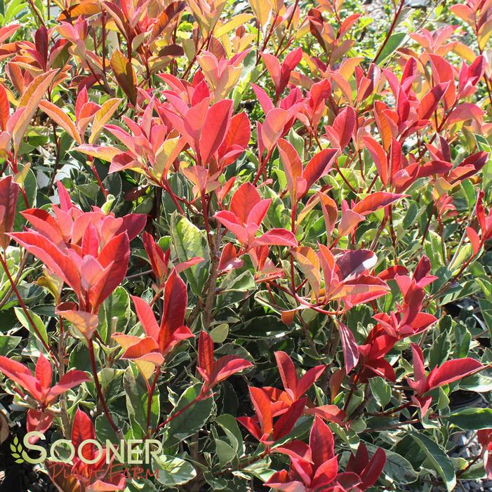 PINK MARBLE™ PHOTINIA