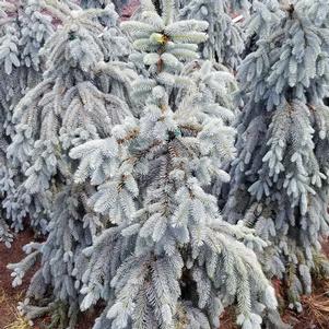 Picea pungens 'Glauca Slenderina Pendula'