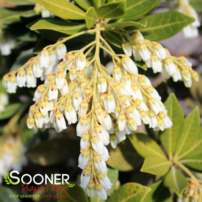 SOUTHERN LADY® PIERIS