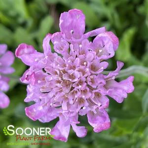 PINK MIST PINCUSHION FLOWER