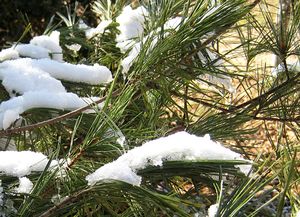 EASTERN WHITE PINE