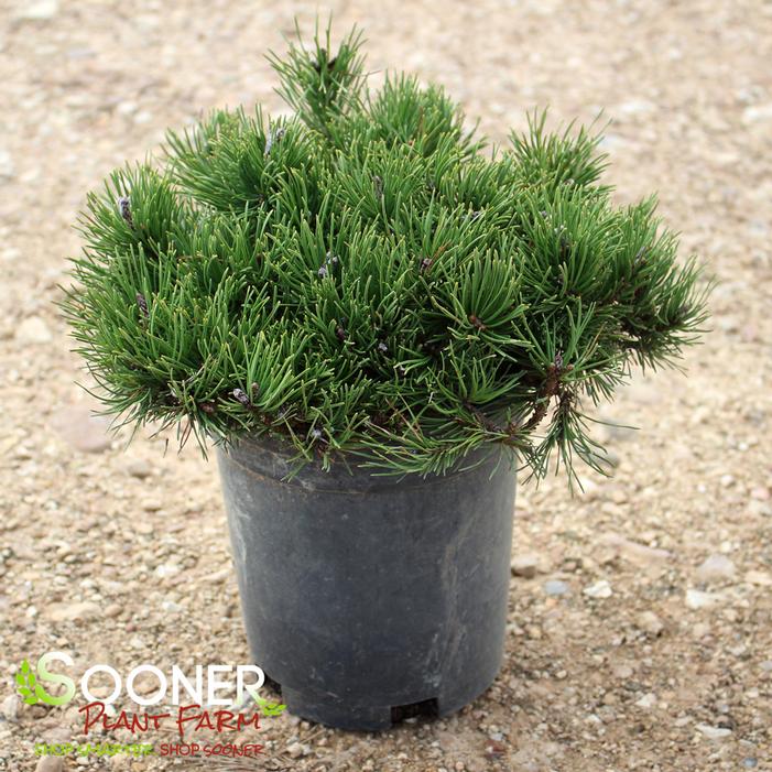 DWARF MUGO PINE