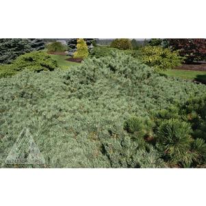 Pinus sylvestris 'Albyn Prostrata'