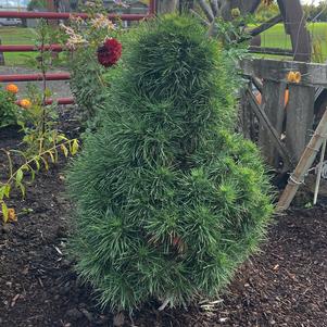 Pinus sylvestris 'Green Penguin'