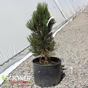 Pinus heldreichii var. leucodermis 'Indigo Eyes'