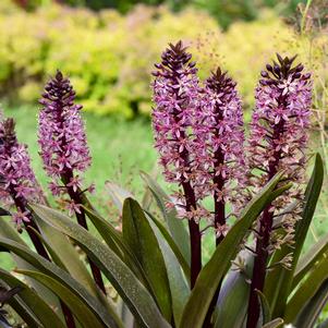 Eucomis x 'Purple Reign'