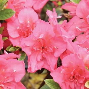 Rhododendron azalea 'NCRX10'