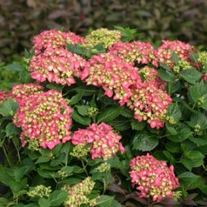 PINK SHIRA™ HYDRANGEA