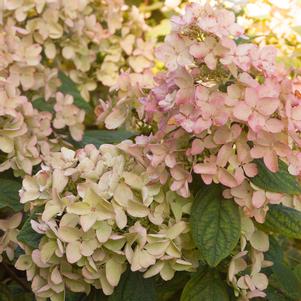 Hydrangea paniculata 'HYPMAD I'