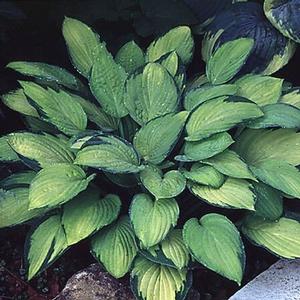 GOLD STANDARD HOSTA