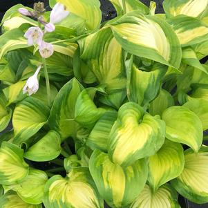 Hosta x 'Lakeside Banana Bay'